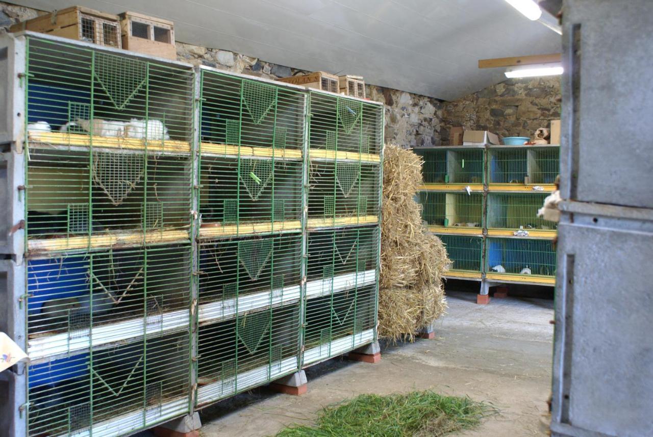 Le Logis des Chons à la campagne à Saint hilaire du Bois - Lys Haut Layon Le Plessis  Extérieur photo